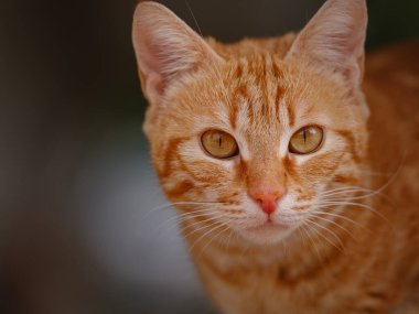 Türkiye 'nin sokak kedileri özgürce dolaşıyor, dinleniyor, oynuyor ve canlı caddeleri keşfediyor, kentsel ve kırsal ortamlarda günlük yaşamın büyüleyici sahnelerini yaratıyor.