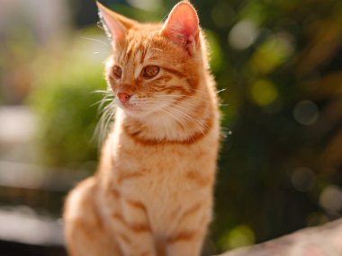 Türkiye 'nin sokak zencefilli kedisi özgürce dolaşıyor, dinleniyor, oynuyor ve canlı sokakları keşfediyor, kentsel ve kırsal ortamlarda günlük yaşamın büyüleyici sahnelerini yaratıyor. Dacha Köyü