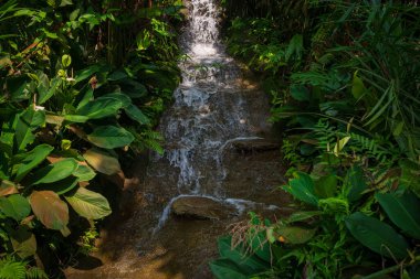 walk in Perdana Botanical Garden, Lush greenery and exotic plants in the Kuala Lumpur Botanical Garden, offering serene escape into nature with vibrant flowers, towering trees, and tranquil paths. clipart