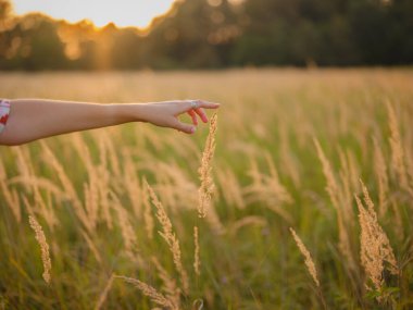 Kadınlar buğday kulaklarına dokunur, buğday tarlasında narin eller, buğday tarlasında narin eller, altın saat makro buğday, kadınların elinde güneş ışığı