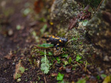 Hırvat ormanında tüm yangın semenderi, ormanda ıslak yosun ve mantar üzerinde semendra. Siyah bir vücutta sarı benekli ve çizgili vahşi omurgalı türler..