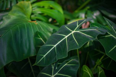 Kuala Lumpur Botanik Bahçesi 'nde bereketli bir yeşillik ve egzotik bitkiler olan Perdana Botanik Bahçesi' nde yürümek, canlı çiçeklerle, yükselen ağaçlarla ve sakin yollarla huzurlu bir kaçış sunmaktır..