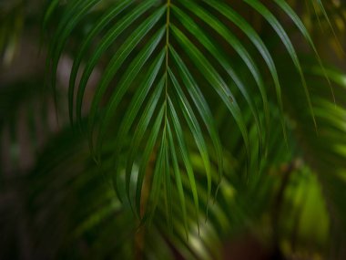 Kuala Lumpur Botanik Bahçesi 'nde bereketli bir yeşillik ve egzotik bitkiler olan Perdana Botanik Bahçesi' nde yürümek, canlı çiçeklerle, yükselen ağaçlarla ve sakin yollarla huzurlu bir kaçış sunmaktır..