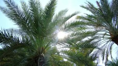 Abu Dabi Corniche Deniz Tarafındaki huzurlu park. Yeşillik palmiye ağaçları, yeşil alanlar, dingin yollar. Sakin bir atmosfer yakalar, rahatlamak için ideal doğa yürüyüşleri ve şehrin doğal güzelliğinin tadını çıkarır..