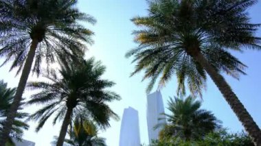 Abu Dabi Corniche Deniz Tarafındaki huzurlu park. Yeşillik palmiye ağaçları, yeşil alanlar, dingin yollar. Sakin bir atmosfer yakalar, rahatlamak için ideal doğa yürüyüşleri ve şehrin doğal güzelliğinin tadını çıkarır..