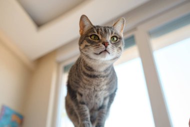 Kedi evdeki çalışma masasında oturuyor, iş için gerekli şeylerle çevrili, sakin ve rahat bir atmosferde. Çalışma ve rahatlamanın uyumunu gösteren mükemmel bir kapalı mekan sahnesi..