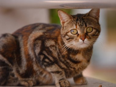 Türkiye 'nin sokak kedileri özgürce dolaşıyor, dinleniyor, oynuyor ve canlı caddeleri keşfediyor, kentsel ve kırsal ortamlarda günlük yaşamın büyüleyici sahnelerini yaratıyor.