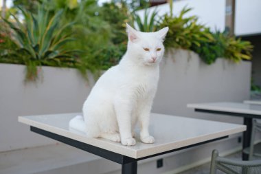 Türkiye 'nin beyaz sokak kedisi özgürce dolaşıyor, dinleniyor, oynuyor ve canlı caddeleri keşfediyor, kentsel ve kırsal ortamlarda günlük yaşamın büyüleyici sahnelerini yaratıyor. Antalya Şehir Kafesi