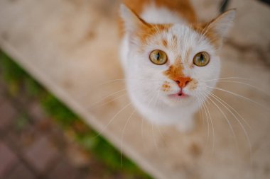 Türkiye 'nin sokak kedileri özgürce geziyor, dinleniyor, oynuyor ve canlı caddeleri keşfediyor, kentsel ve kırsal ortamlarda günlük yaşamın büyüleyici sahnelerini yaratıyorlar. Antalya Şehri