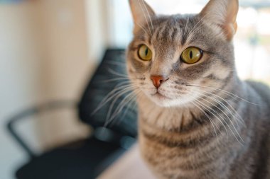 Kedi evdeki çalışma masasında oturuyor, iş için gerekli şeylerle çevrili, sakin ve rahat bir atmosferde. Çalışma ve rahatlamanın uyumunu gösteren mükemmel bir kapalı mekan sahnesi..