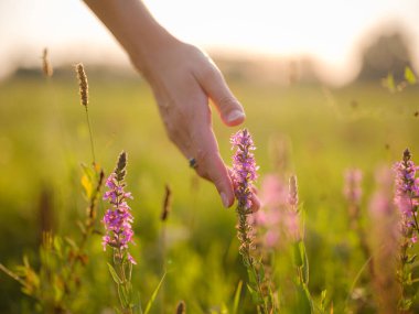 Kadınların eli mor kır çiçeklerine dokunuyor, buğday tarlasında narin el, buğday tarlasında narin el, altın saat makro buğday, kadınların elinde güneş ışığı