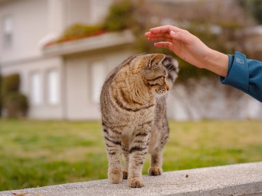 Street cats of Turkey roam freely, lounging, playing, and exploring the vibrant streets, creating charming scenes of daily life in urban and rural settings. clipart