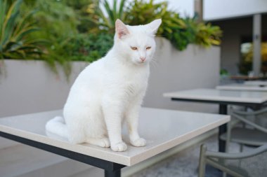 Türkiye 'nin beyaz sokak kedisi özgürce dolaşıyor, dinleniyor, oynuyor ve canlı caddeleri keşfediyor, kentsel ve kırsal ortamlarda günlük yaşamın büyüleyici sahnelerini yaratıyor. Antalya Şehir Kafesi