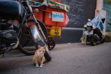 Bangkok, Tayland - 21 Ocak 2024: Kediler Talat Noi, Bangkok 'ta yol kenarında dinleniyor. Talat Noi Bölgesi 'nden sahneler, resimli sanat kümesinin eklektik cazibesini sergiliyor.