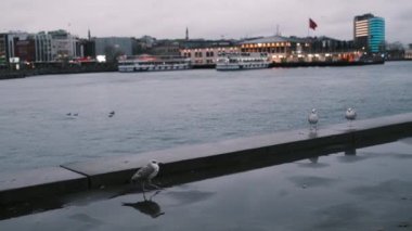 İstanbul, Türkiye - 3 Aralık 2023 martı Kadıköy feribot terminalinde Bokeh ile Boğaz Körfezi 'nde. Soğuk karanlık hava