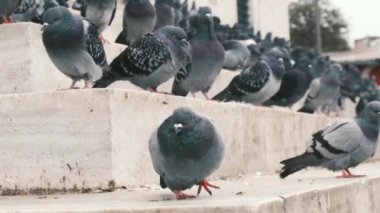 İstanbul, Türkiye - 3 Aralık 2023. İstanbul 'daki ikonik Yeni Cami Camii yakınlarında uçan ve dinlenen güvercin sürüleri. Tarihsel mimari ve kentsel yaban hayatı canlı şehir sahnesinde kusursuz bir şekilde harmanlanır..