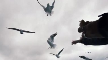 İstanbul, Türkiye - 3 Aralık 2023. Kadın martıları ve kargaları besliyor. İstanbul 'dan gelen feribot yolcuları, İstanbul' daki dalgalı sularda seyreden feribot görüntülerini düzenli olarak alıyor..