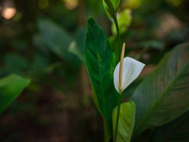 Kuala Lumpur Botanik Bahçesi 'nde bereketli bir yeşillik ve egzotik bitkiler olan Perdana Botanik Bahçesi' nde yürümek, canlı çiçeklerle, yükselen ağaçlarla ve sakin yollarla huzurlu bir kaçış sunmaktır..