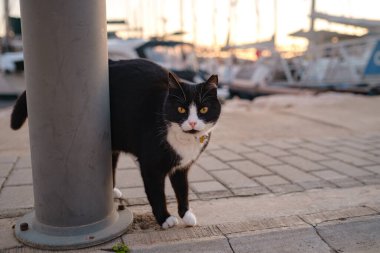 Türkiye 'nin sokak kedisi özgürce dolaşıyor, dinleniyor, oynuyor ve canlı caddeleri keşfediyor, kentsel ve kırsal ortamlarda günlük yaşamın büyüleyici manzaralarını yaratıyor. Kas 'ta yat limanı.