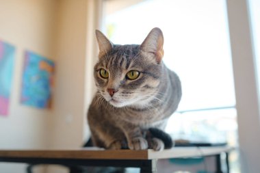 Kedi evdeki çalışma masasında oturuyor, iş için gerekli şeylerle çevrili, sakin ve rahat bir atmosferde. Çalışma ve rahatlamanın uyumunu gösteren mükemmel bir kapalı mekan sahnesi..