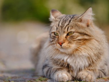 Türkiye 'nin sokak kedileri özgürce dolaşıyor, dinleniyor, oynuyor ve canlı caddeleri keşfediyor, kentsel ve kırsal ortamlarda günlük yaşamın büyüleyici sahnelerini yaratıyor.