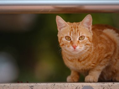Türkiye 'nin sokak kedileri özgürce dolaşıyor, dinleniyor, oynuyor ve canlı caddeleri keşfediyor, kentsel ve kırsal ortamlarda günlük yaşamın büyüleyici sahnelerini yaratıyor.