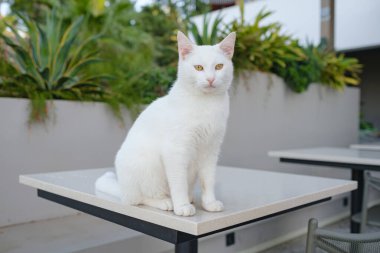 Türkiye 'nin beyaz sokak kedisi özgürce dolaşıyor, dinleniyor, oynuyor ve canlı caddeleri keşfediyor, kentsel ve kırsal ortamlarda günlük yaşamın büyüleyici sahnelerini yaratıyor. Antalya Şehir Kafesi