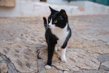 Türkiye 'nin sokak kedileri özgürce geziyor, dinleniyor, oynuyor ve canlı caddeleri keşfediyor, kentsel ve kırsal ortamlarda günlük yaşamın büyüleyici sahnelerini yaratıyorlar. Kas tatil köyü