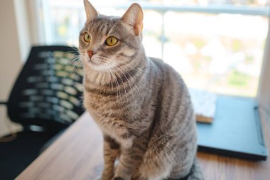 Kedi evdeki çalışma masasında oturuyor, iş için gerekli şeylerle çevrili, sakin ve rahat bir atmosferde. Çalışma ve rahatlamanın uyumunu gösteren mükemmel bir kapalı mekan sahnesi..