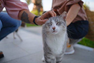 Türkiye 'nin sokak kedisi özgürce dolaşıyor, dinleniyor, oynuyor ve canlı caddeleri keşfediyor, kentsel ve kırsal ortamlarda günlük yaşamın büyüleyici manzaralarını yaratıyor. Antalya Şehir Kafesi