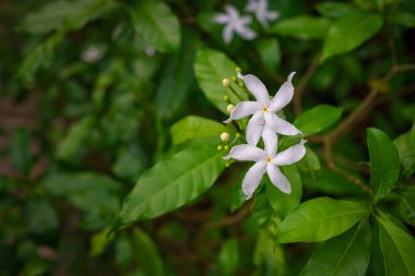 Kuala Lumpur Botanik Bahçesi 'nde bereketli bir yeşillik ve egzotik bitkiler olan Perdana Botanik Bahçesi' nde yürümek, canlı çiçeklerle, yükselen ağaçlarla ve sakin yollarla huzurlu bir kaçış sunmaktır..