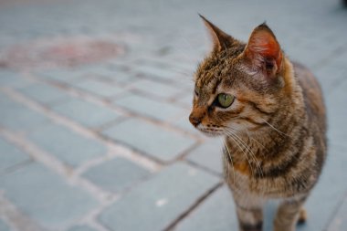 Türkiye 'nin sokak kedileri özgürce geziyor, dinleniyor, oynuyor ve canlı caddeleri keşfediyor, kentsel ve kırsal ortamlarda günlük yaşamın büyüleyici sahnelerini yaratıyorlar. Antalya Şehri