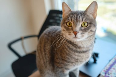 Kedi evdeki çalışma masasında oturuyor, iş için gerekli şeylerle çevrili, sakin ve rahat bir atmosferde. Çalışma ve rahatlamanın uyumunu gösteren mükemmel bir kapalı mekan sahnesi..