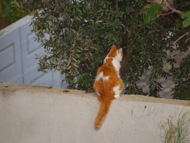 Türkiye 'nin sokak kedileri özgürce dolaşıyor, dinleniyor, oynuyor ve canlı caddeleri keşfediyor, kentsel ve kırsal ortamlarda günlük yaşamın büyüleyici sahnelerini yaratıyor.