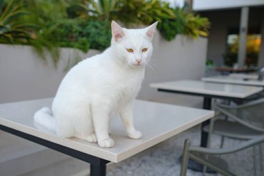 Türkiye 'nin beyaz sokak kedisi özgürce dolaşıyor, dinleniyor, oynuyor ve canlı caddeleri keşfediyor, kentsel ve kırsal ortamlarda günlük yaşamın büyüleyici sahnelerini yaratıyor. Antalya Şehir Kafesi