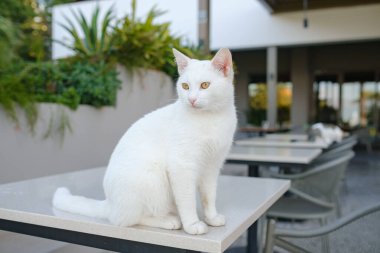 Türkiye 'nin beyaz sokak kedisi özgürce dolaşıyor, dinleniyor, oynuyor ve canlı caddeleri keşfediyor, kentsel ve kırsal ortamlarda günlük yaşamın büyüleyici sahnelerini yaratıyor. Antalya Şehir Kafesi