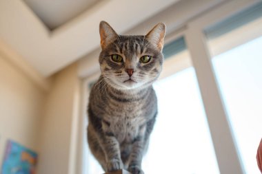 Kedi evdeki çalışma masasında oturuyor, iş için gerekli şeylerle çevrili, sakin ve rahat bir atmosferde. Çalışma ve rahatlamanın uyumunu gösteren mükemmel bir kapalı mekan sahnesi..