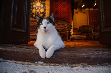 Türkiye 'nin sokak kedisi, halılar ve halı ticareti sokakta sergileniyor, kediler mağazanın tepesinde, el yapımı halılar Kas, Antalya' da, marangoz tarzı.