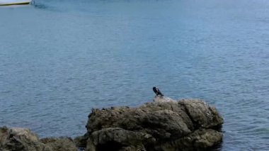 Büyük karabatak - Adriyatik Denizi 'nin ortasında kayaların üzerinde duran falakrokoraks karbon, Krk Adası Hırvatistan.