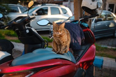 Türkiye 'nin sokak kedisi özgürce dolaşıyor, dinleniyor, oynuyor ve canlı caddeleri keşfediyor, kentsel ve kırsal ortamlarda günlük yaşamın büyüleyici manzaralarını yaratıyor. Kas tatil köyü