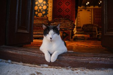 Türkiye 'nin sokak kedisi, halılar ve halı ticareti sokakta sergileniyor, kediler mağazanın tepesinde, el yapımı halılar Kas, Antalya' da, marangoz tarzı.