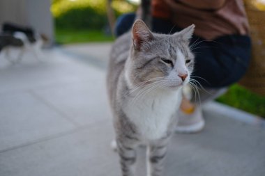 Türkiye 'nin sokak kedisi özgürce dolaşıyor, dinleniyor, oynuyor ve canlı caddeleri keşfediyor, kentsel ve kırsal ortamlarda günlük yaşamın büyüleyici manzaralarını yaratıyor. Antalya Şehir Kafesi