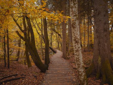 Plitvice Ulusal Parkı 'nda tahta yürüyüş yolu. Saf su gölüyle ormandaki muhteşem sonbahar. Hırvatistan ve Avrupa 'nın resimli manzarası. Doğa konseptinin güzelliği.