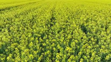 Hırvatistan 'ın kırsal kesimindeki canlı kolza tohumu tarlalarının bahar başlarında havadan görünüşü. Sarı tarlalar, dağınık çiftlik evleri ve yeşil otlaklarla çevrili, sakin kırsal bölgeler üzerinde uzanır.