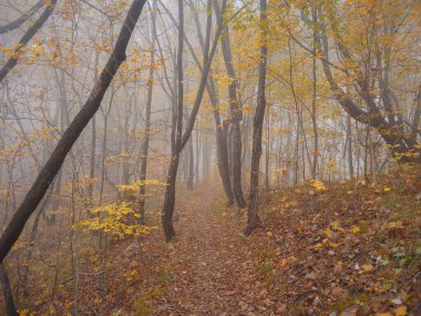Rüya gibi Plitvice gölleri Ulusal Parkı 'ndaki sisli sonbahar ormanlarında büyüleyici yürüyüş yolu. Ürkütücü fantezi atmosfer ormanı sonbahar ormanlarında