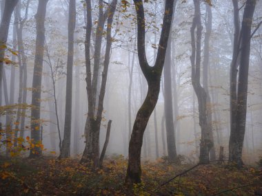 Rüya gibi Plitvice gölleri Ulusal Parkı 'ndaki sisli sonbahar ormanlarında büyüleyici yürüyüş yolu. Ürkütücü fantezi atmosfer ormanı sonbahar ormanlarında
