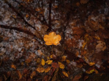 Sonbaharda Hırvatistan 'da Plitvice Gölleri, büyüleyici şelaleler, canlı yapraklar ve kristal berrak sular sergiliyor ve doğa severler için mükemmel büyülü ve sakin bir doğal manzara yaratıyor..