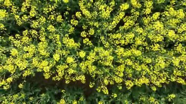 Hırvatistan 'ın kırsal kesimindeki canlı kolza tohumu tarlalarının bahar başlarında havadan görünüşü. Sarı tarlalar, dağınık çiftlik evleri ve yeşil otlaklarla çevrili, sakin kırsal bölgeler üzerinde uzanır.