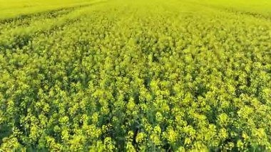Hırvatistan 'ın kırsal kesimindeki canlı kolza tohumu tarlalarının bahar başlarında havadan görünüşü. Sarı tarlalar, dağınık çiftlik evleri ve yeşil otlaklarla çevrili, sakin kırsal bölgeler üzerinde uzanır.