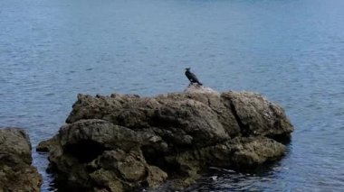 Büyük karabatak - Adriyatik Denizi 'nin ortasında kayaların üzerinde duran falakrokoraks karbon, Krk Adası Hırvatistan.